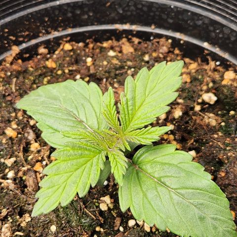 6 trees growlog timeline photo