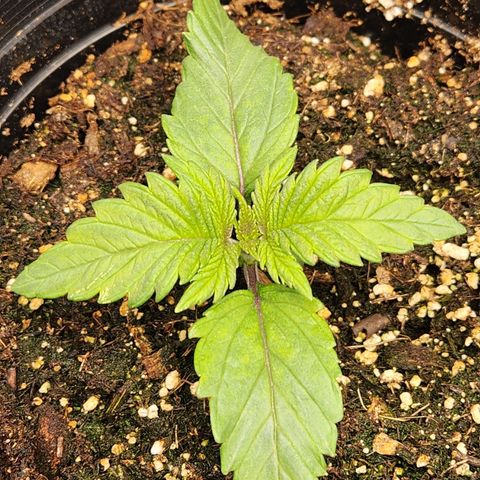 6 trees growlog photo: Noticed waviness on first set of leaves
- assuming windburn, moved fan