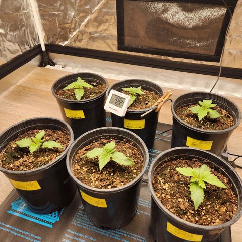 6 trees growlog photo: Noticed waviness on first set of leaves
- assuming windburn, moved fan