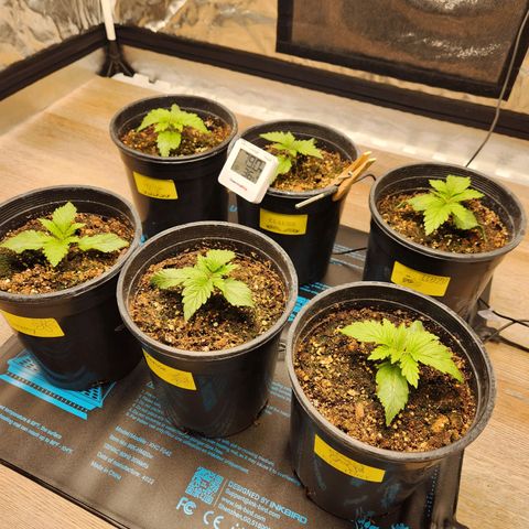 6 trees growlog timeline photo