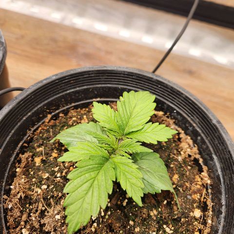 6 trees growlog timeline photo