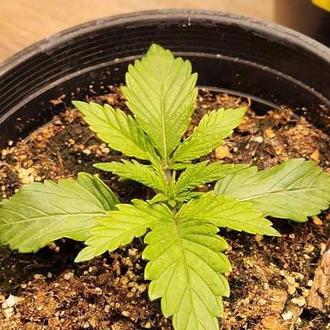 6 trees growlog timeline photo