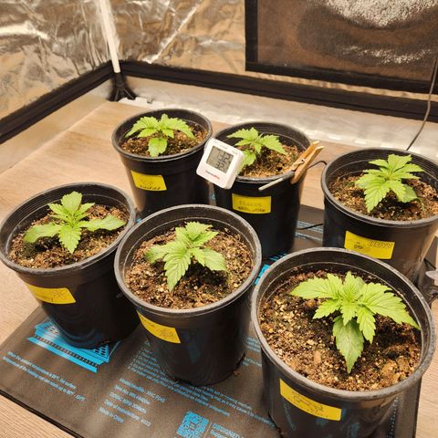 6 trees growlog timeline photo