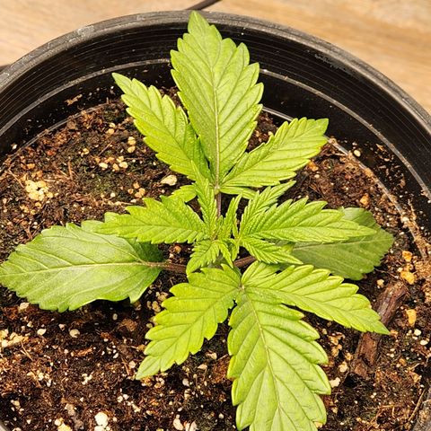 6 trees growlog timeline photo