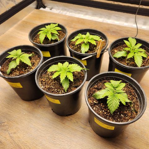 6 trees growlog timeline photo