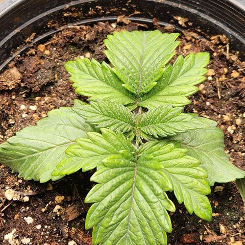 6 trees growlog timeline photo