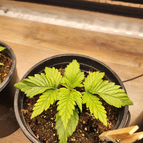 6 trees growlog photo: Yellowing of new growth, thinking it's some kind of nutrient deficiency (magnesium?). Leaving as-is until I get back home on Sunday