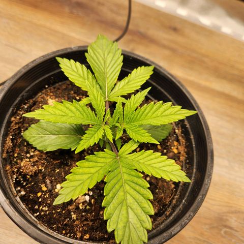 6 trees growlog photo: Yellowing of new growth, thinking it's some kind of nutrient deficiency (magnesium?). Leaving as-is until I get back home on Sunday