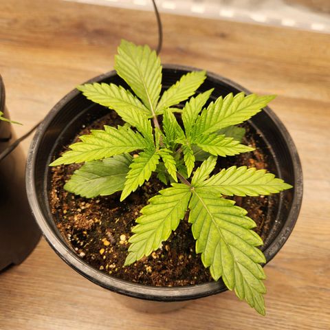 6 trees growlog timeline photo