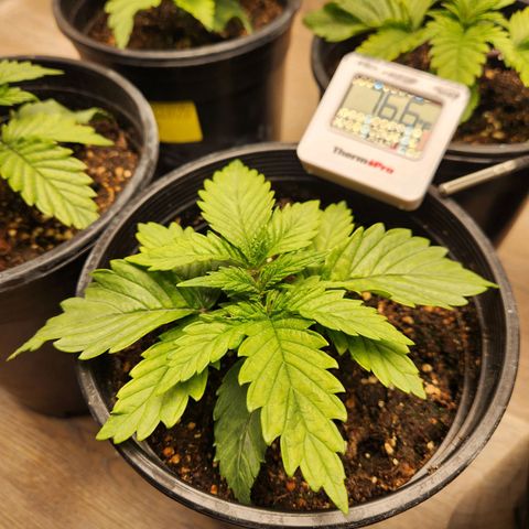 6 trees growlog timeline photo