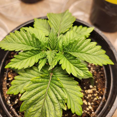 6 trees growlog timeline photo