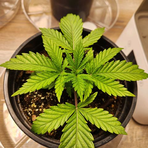 6 trees growlog timeline photo