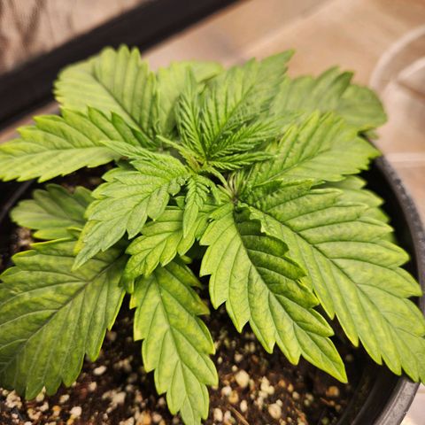 6 trees growlog timeline photo