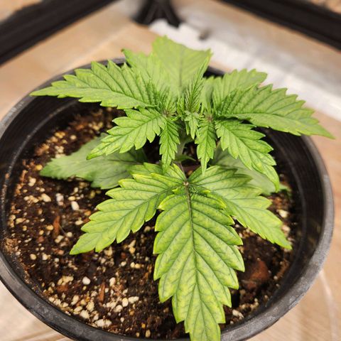 6 trees growlog timeline photo