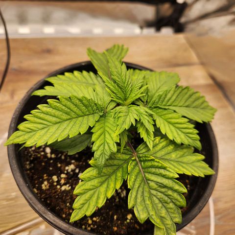 6 trees growlog timeline photo