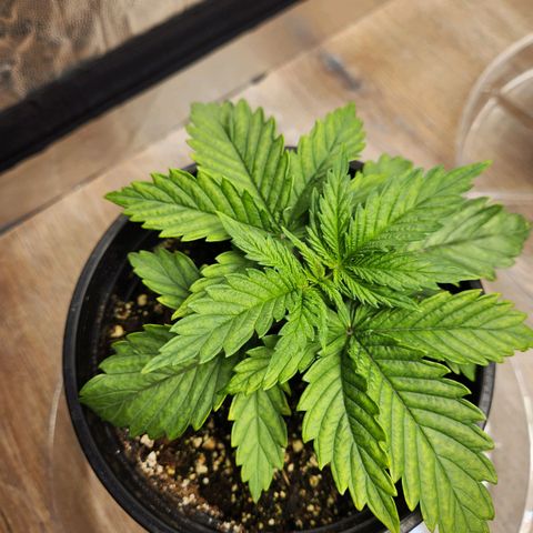6 trees growlog timeline photo