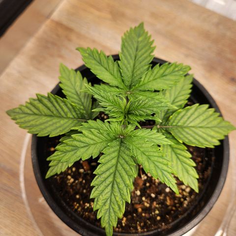 6 trees growlog timeline photo
