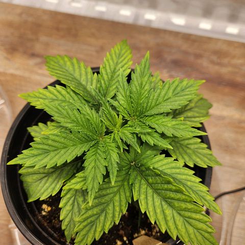 6 trees growlog timeline photo