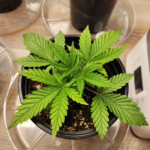 6 trees growlog timeline photo