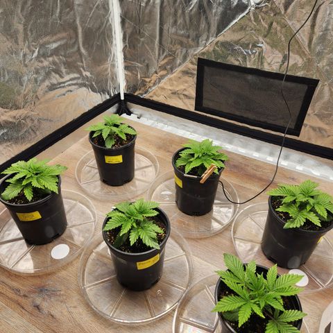 6 trees growlog timeline photo