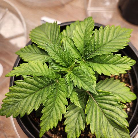 6 trees growlog timeline photo