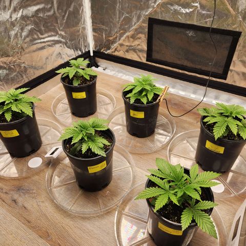 6 trees growlog timeline photo