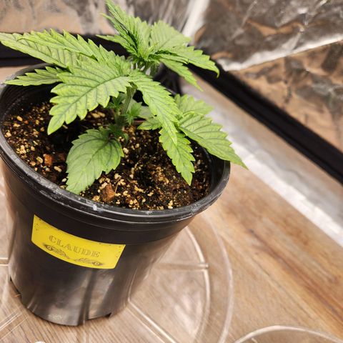 6 trees growlog timeline photo