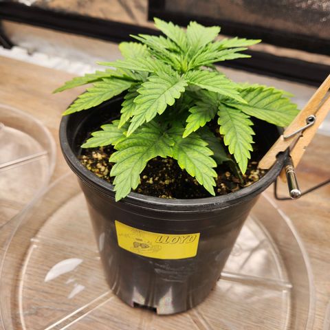 6 trees growlog timeline photo