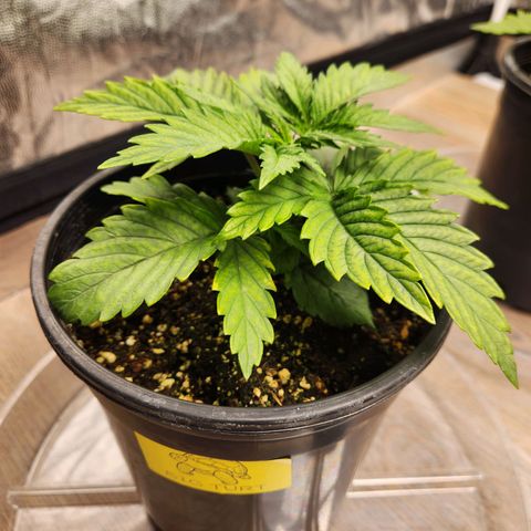 6 trees growlog timeline photo
