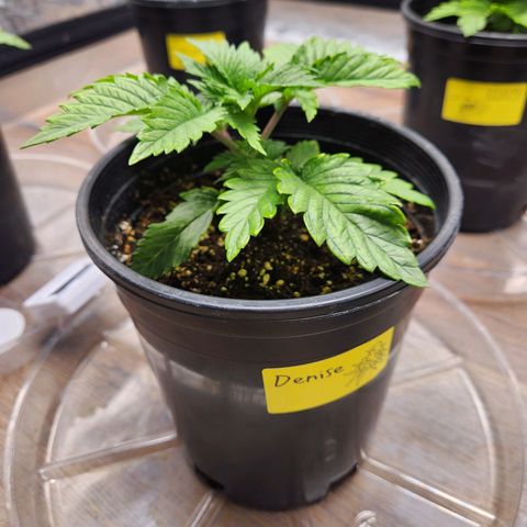 6 trees growlog timeline photo