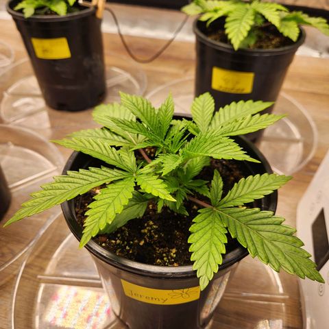 6 trees growlog timeline photo