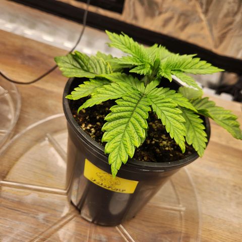 6 trees growlog timeline photo