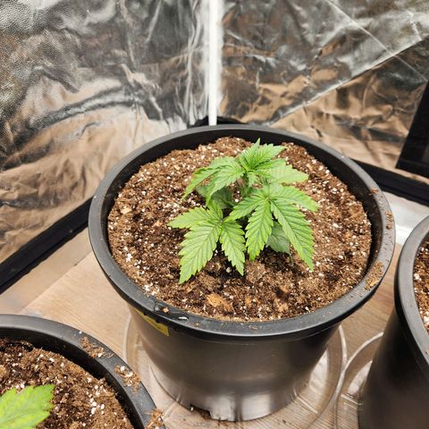 6 trees growlog timeline photo