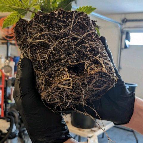 6 trees growlog timeline photo