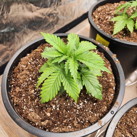 6 trees growlog timeline photo