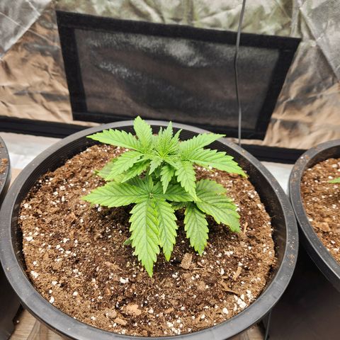 6 trees growlog timeline photo