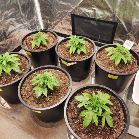 6 trees growlog timeline photo