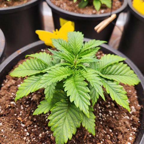 6 trees growlog timeline photo