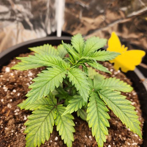 6 trees growlog timeline photo