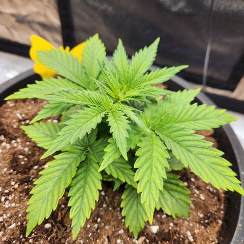 6 trees growlog timeline photo