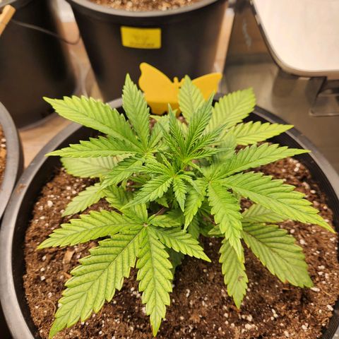 6 trees growlog timeline photo