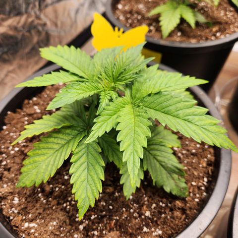 6 trees growlog timeline photo