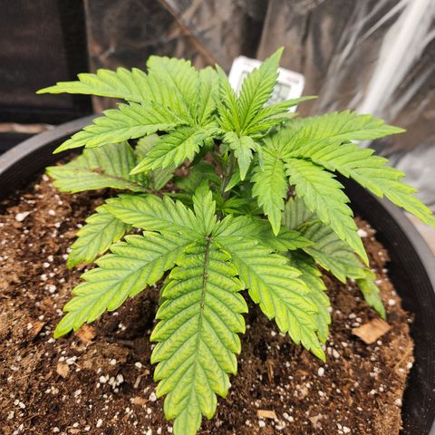 6 trees growlog timeline photo