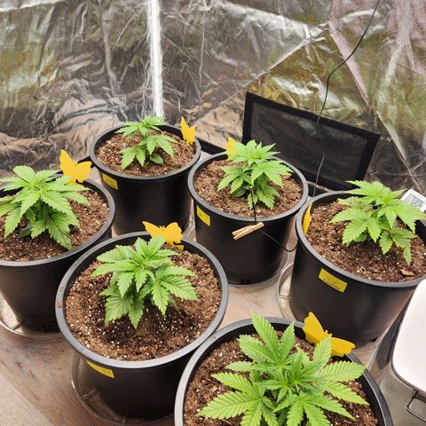 6 trees growlog timeline photo