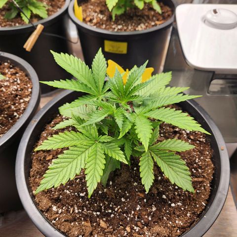 6 trees growlog timeline photo