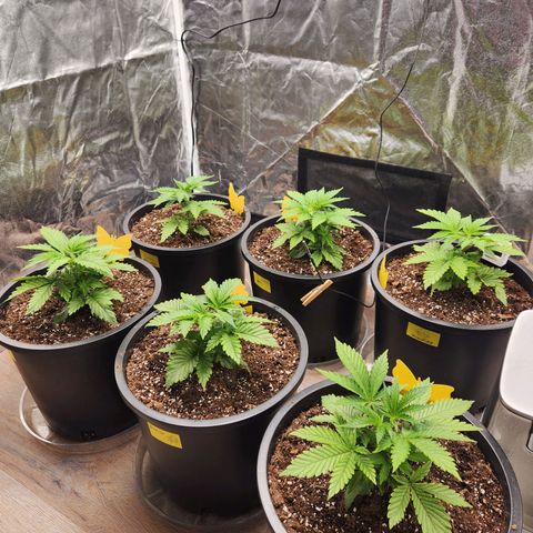6 trees growlog timeline photo