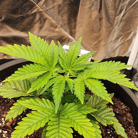 6 trees growlog timeline photo