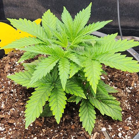 6 trees growlog timeline photo