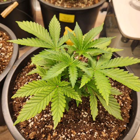 6 trees growlog timeline photo