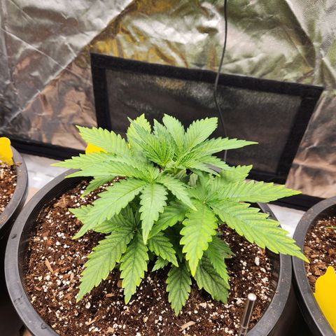 6 trees growlog timeline photo